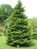 Grand Fir, Lowland Fir